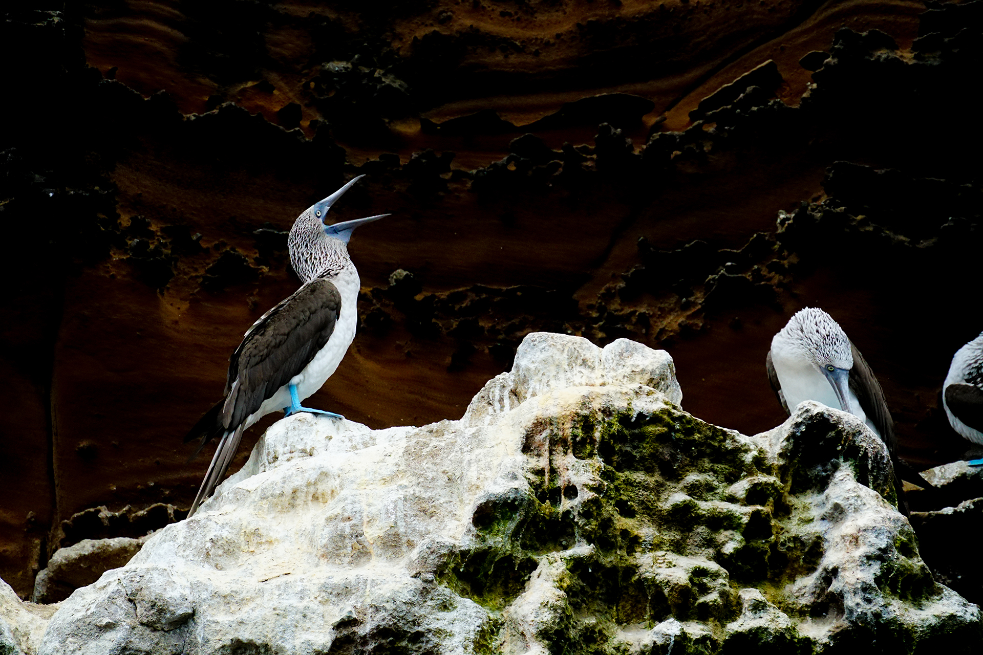 A blue-footed booby made some noise for us as our Zodiac skimmed by the wall where these birds were making nests.